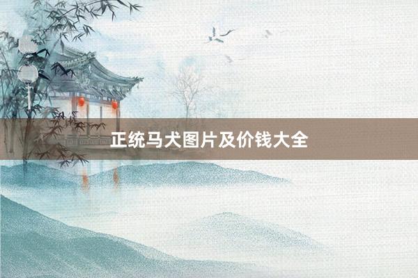 正统马犬图片及价钱大全